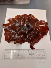 Constantinea subulifera