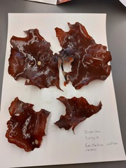 Constantinea subulifera