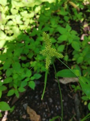 Cyperus cyperoides