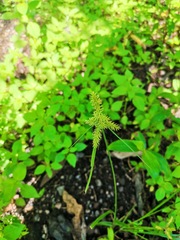 Cyperus cyperoides