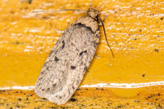 Agonopterix curvipunctosa
