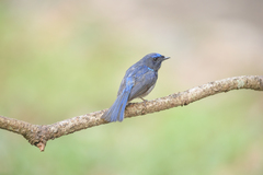 Niltava macgrigoriae