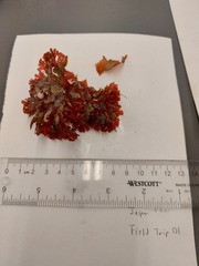 Callophyllis flabellulata