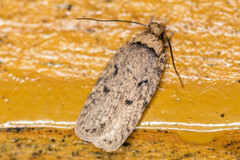 Agonopterix curvipunctosa
