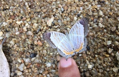 Cyrestis themire themire