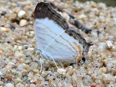 Cyrestis themire themire