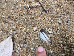 Cyrestis themire themire