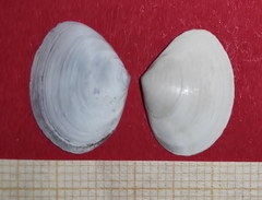 Abra alba