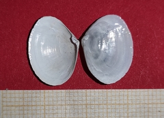 Abra alba