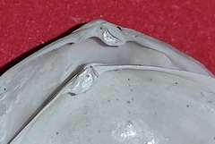 Abra alba