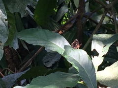 Arhopala abseus