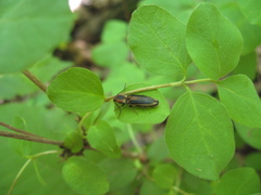 Megapenthes limbalis