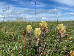 Castilleja hyperborea