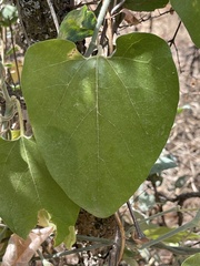 Aristolochia californica