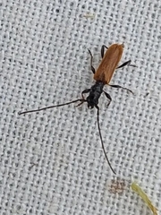 Stenhomalus bicolor