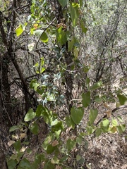 Aristolochia californica