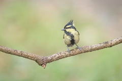 Machlolophus xanthogenys