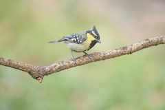 Machlolophus xanthogenys