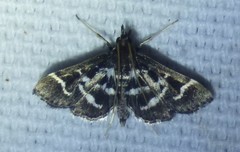 Diasemiodes janassialis