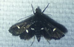 Diasemiodes nigralis