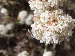 Aetole unipunctella