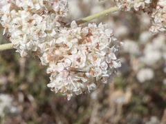 Aetole unipunctella