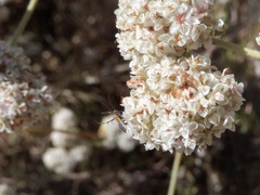 Aetole unipunctella