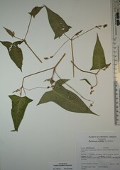 Persicaria arifolia