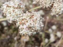 Aetole unipunctella