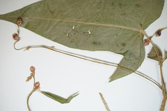 Persicaria arifolia