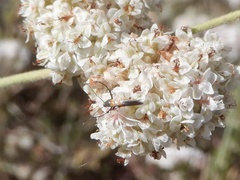Aetole unipunctella
