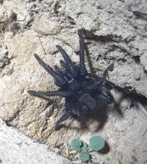 Amblyocarenum walckenaeri