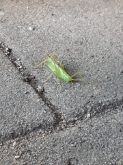 Meconema thalassinum