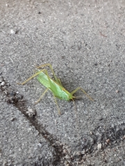 Meconema thalassinum