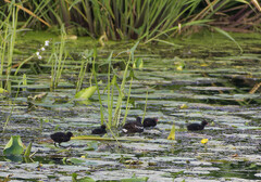 Gallinula chloropus