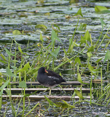 Gallinula chloropus
