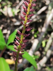 Tamayorkis ehrenbergii