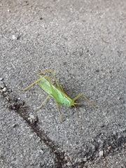 Meconema thalassinum