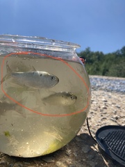 Alosa pseudoharengus