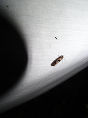 Pelochrista dorsisignatana