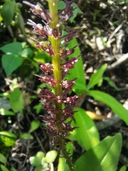 Tamayorkis ehrenbergii