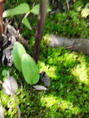 Tamayorkis ehrenbergii