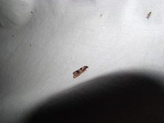 Pelochrista dorsisignatana