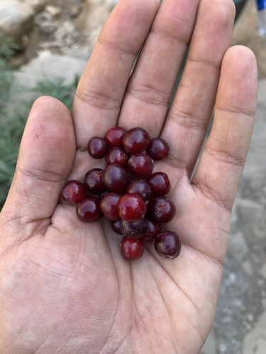 Kurdish mountain cherry (Prunus brachypetala)