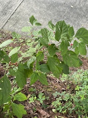 Clerodendrum thomsoniae