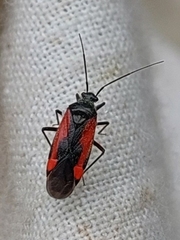 Dionconotus