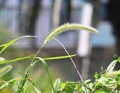 Setaria magna