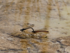 Amphiagrion