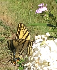 Papilio multicaudata pusillus