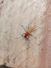 Monnecles apollinarii